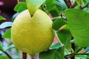 Вода с лимоном. Преимущества употребления лимонной воды